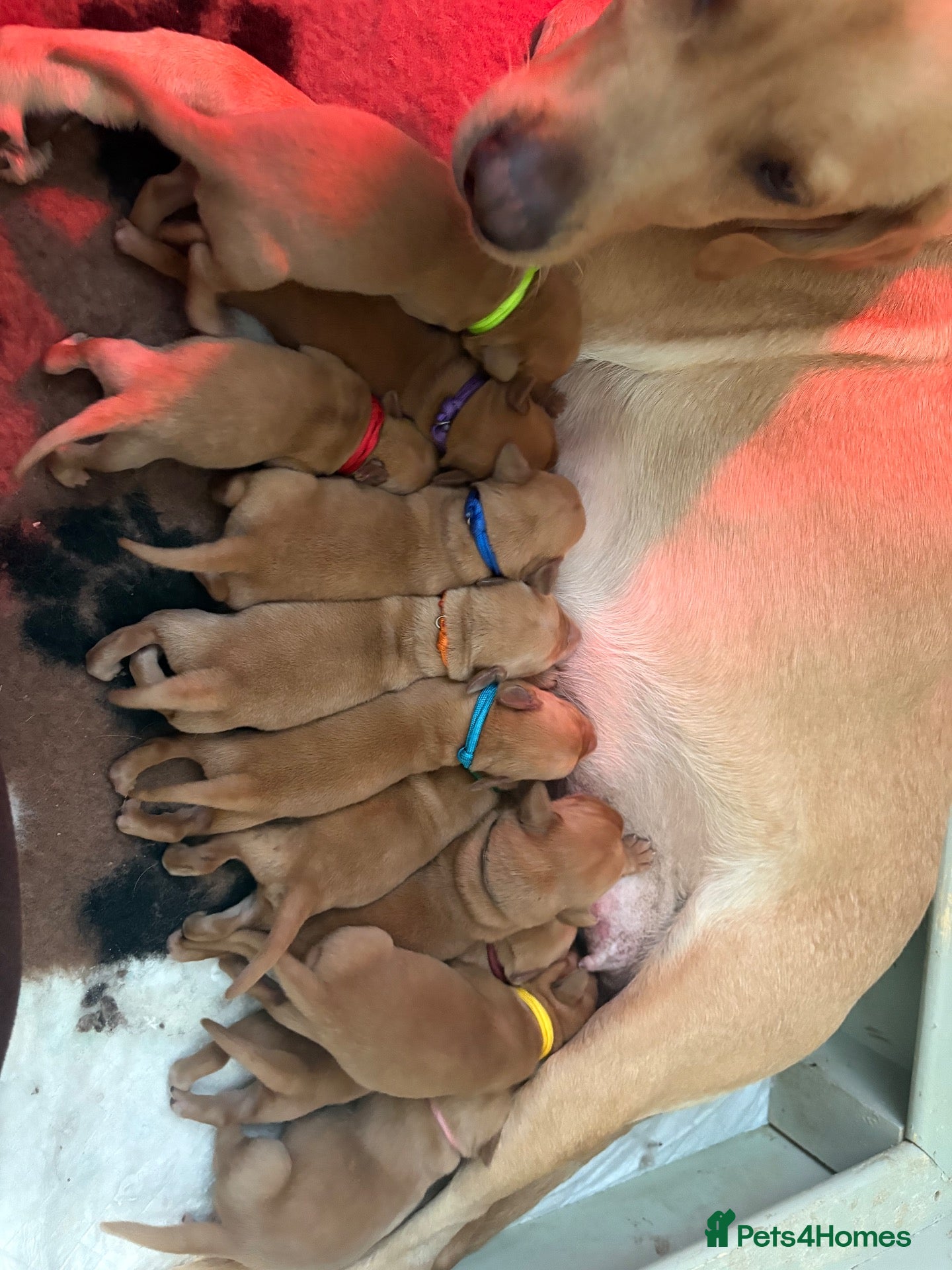 Labrador Retriever dogs Fox Red Labrador Puppies – 7 Boys & 4 Girls - Advert 14