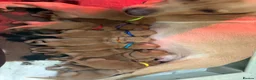 Labrador Retriever dogs for sale: Fox Red Labrador Puppies – 7 Boys & 4 Girls - Advert 1
