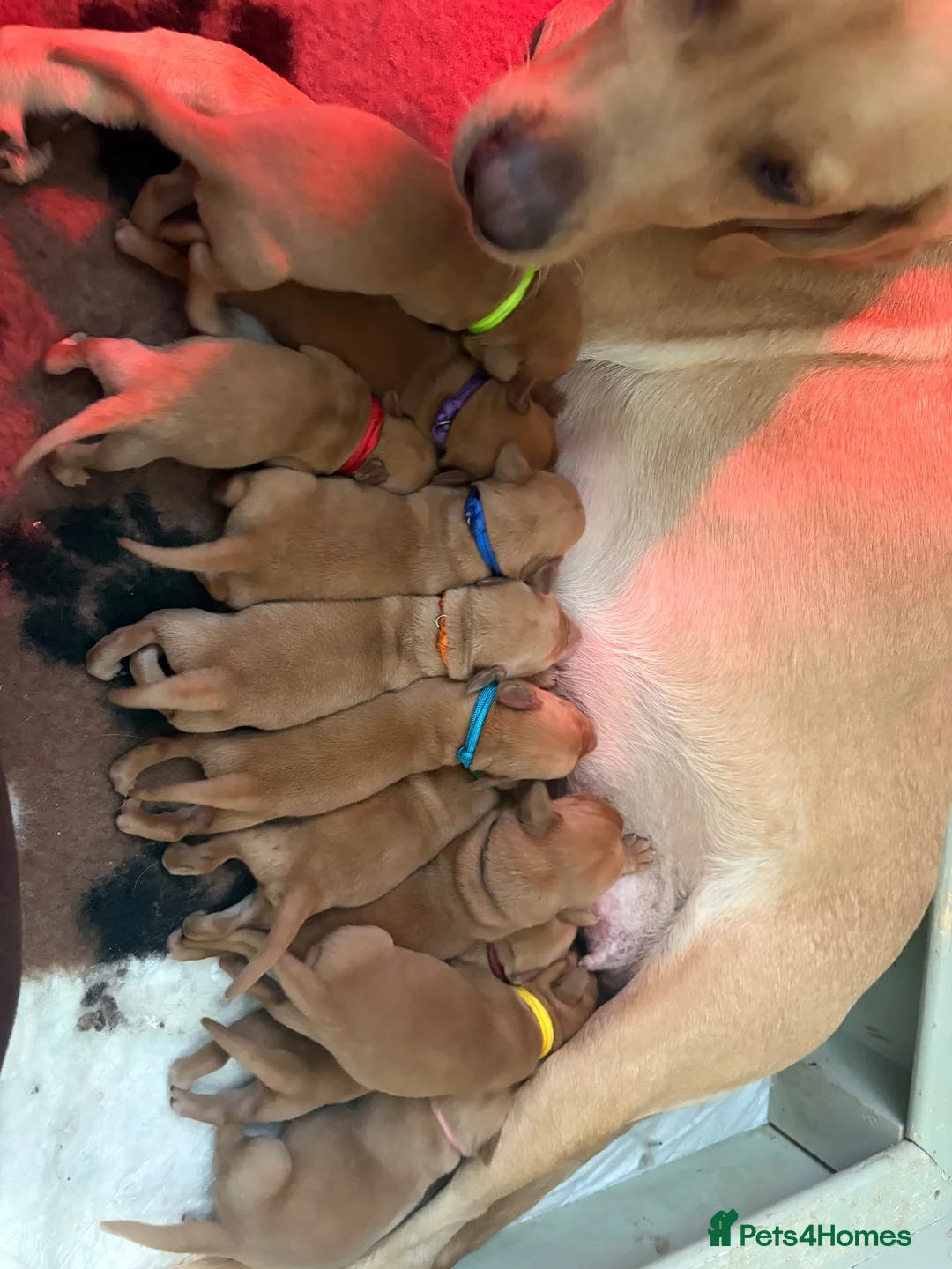 Labrador Retriever dogs for sale: Fox Red Labrador Puppies – 7 Boys & 4 Girls - Advert 1