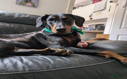 Dobermann dogs for sale: Beautiful Doberman puppies 3 boys 3 girls for sale - Image 40
