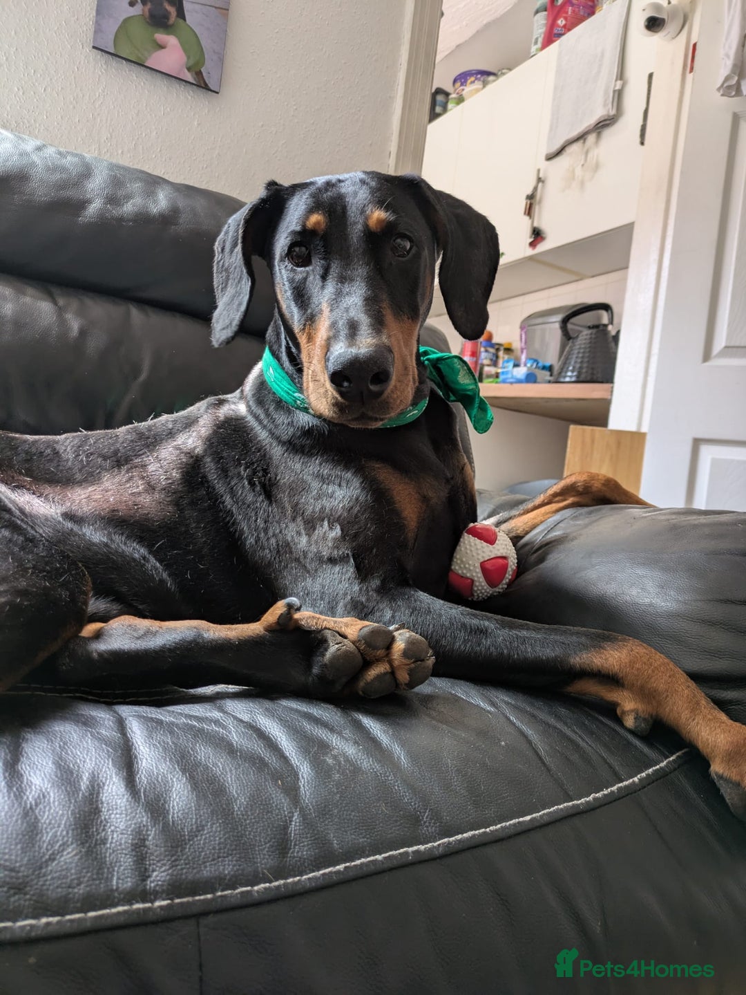 Dobermann dogs for sale: Beautiful Doberman puppies 3 boys 3 girls for sale - Image 40