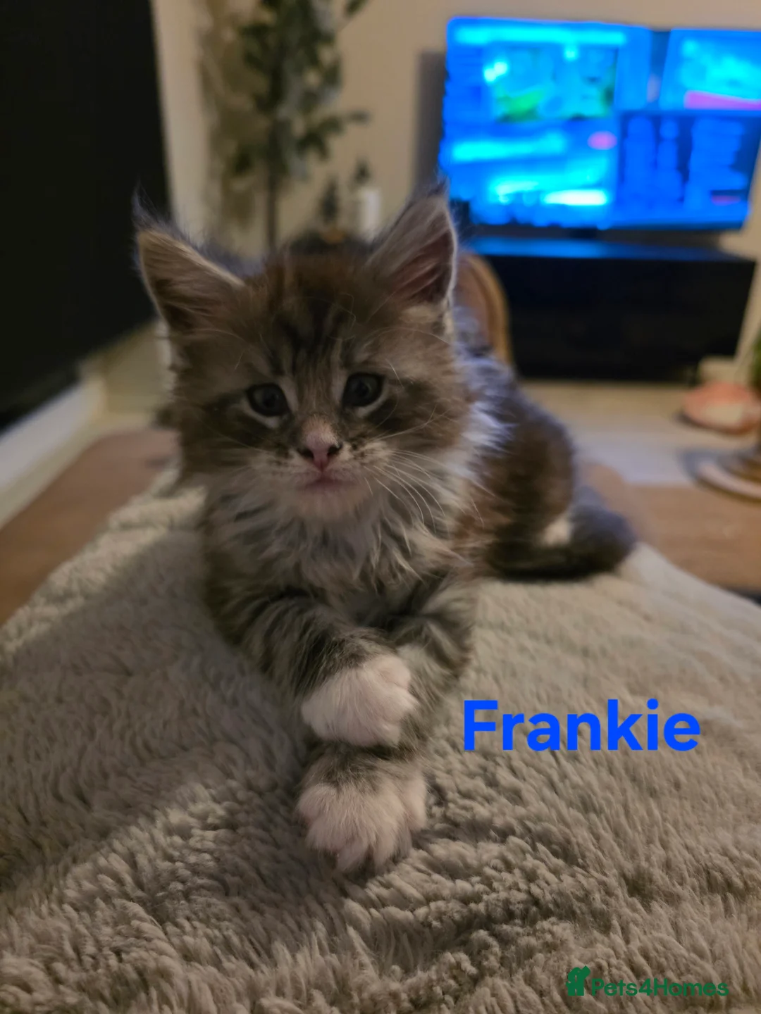 Maine Coon cats for sale: Rare Pure Breed Mainecoon Kitten - Advert 32