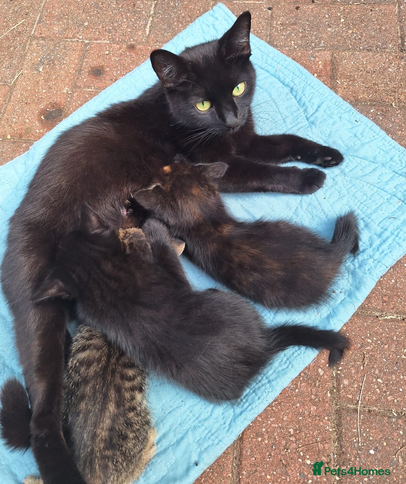 Mixed Breed cats Beautiful kittens 😻 - Advert 2