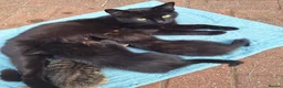 Mixed Breed cats for sale: Beautiful kittens 😻 - Advert 1