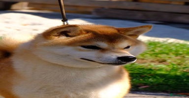 Japanese Shiba Inu dogs in Derby - Advert 3