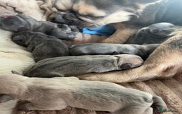 French Bulldog dogs for sale: Fluffy French bulldog pups  - Image 10