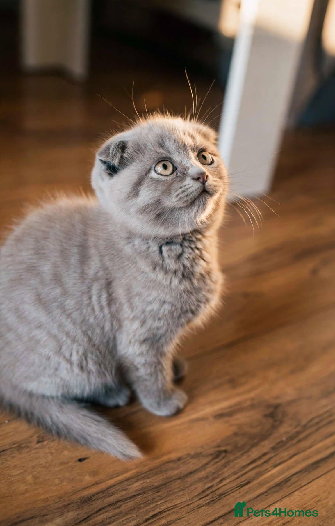 Scottish Fold cats  😸 Beautiful Female kittens 😸  - Advert 2
