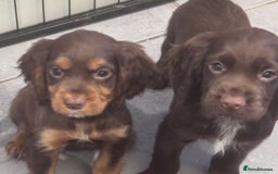 Cocker Spaniel dogs for sale: Working cocker spaniels puppies kc reg - Image 17