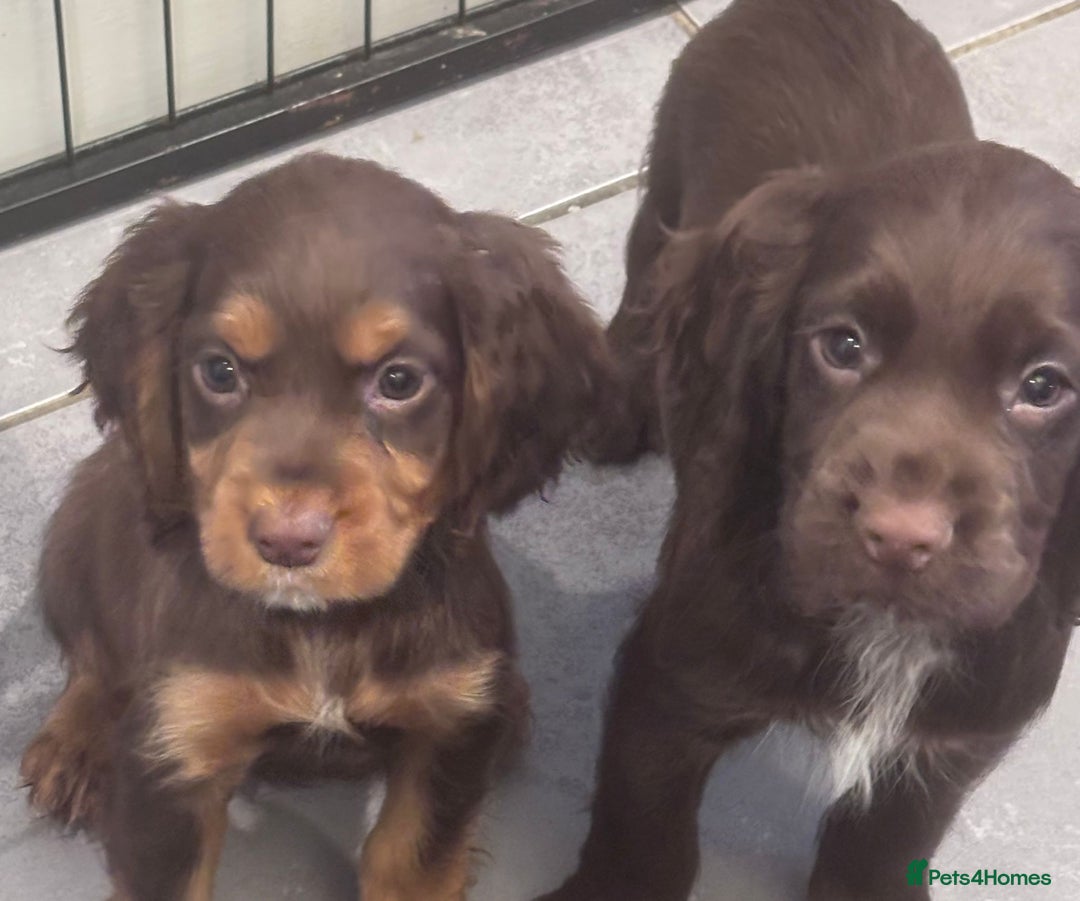 Cocker Spaniel dogs for sale: Working cocker spaniels puppies kc reg - Image 17