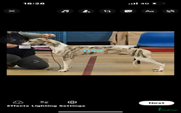 Whippet dogs for sale: whippet puppy’s  - Image 8