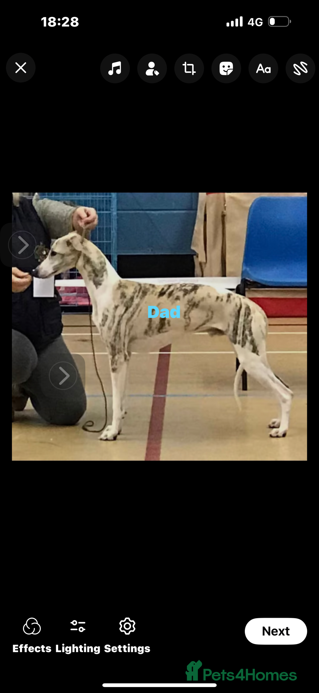 Whippet dogs for sale: whippet puppy’s  - Image 8