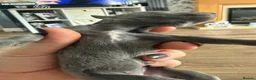Whippet dogs for sale: Stunning Whippet puppies  - Advert 11