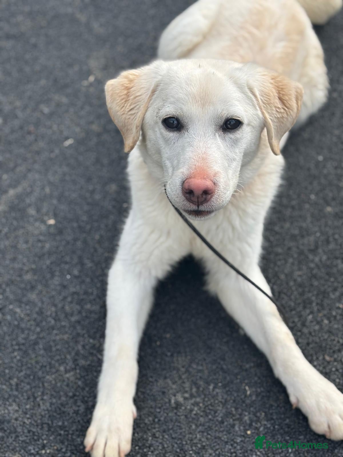 Labrador Retriever dogs Trained Labrador  - Advert 2