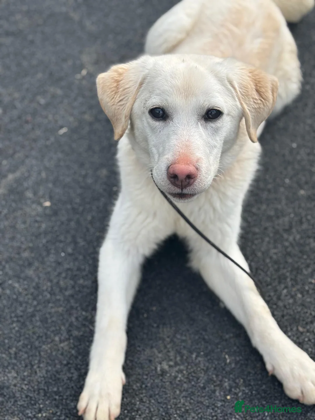 Labrador Retriever dogs for sale: Trained Labrador  - Advert 2