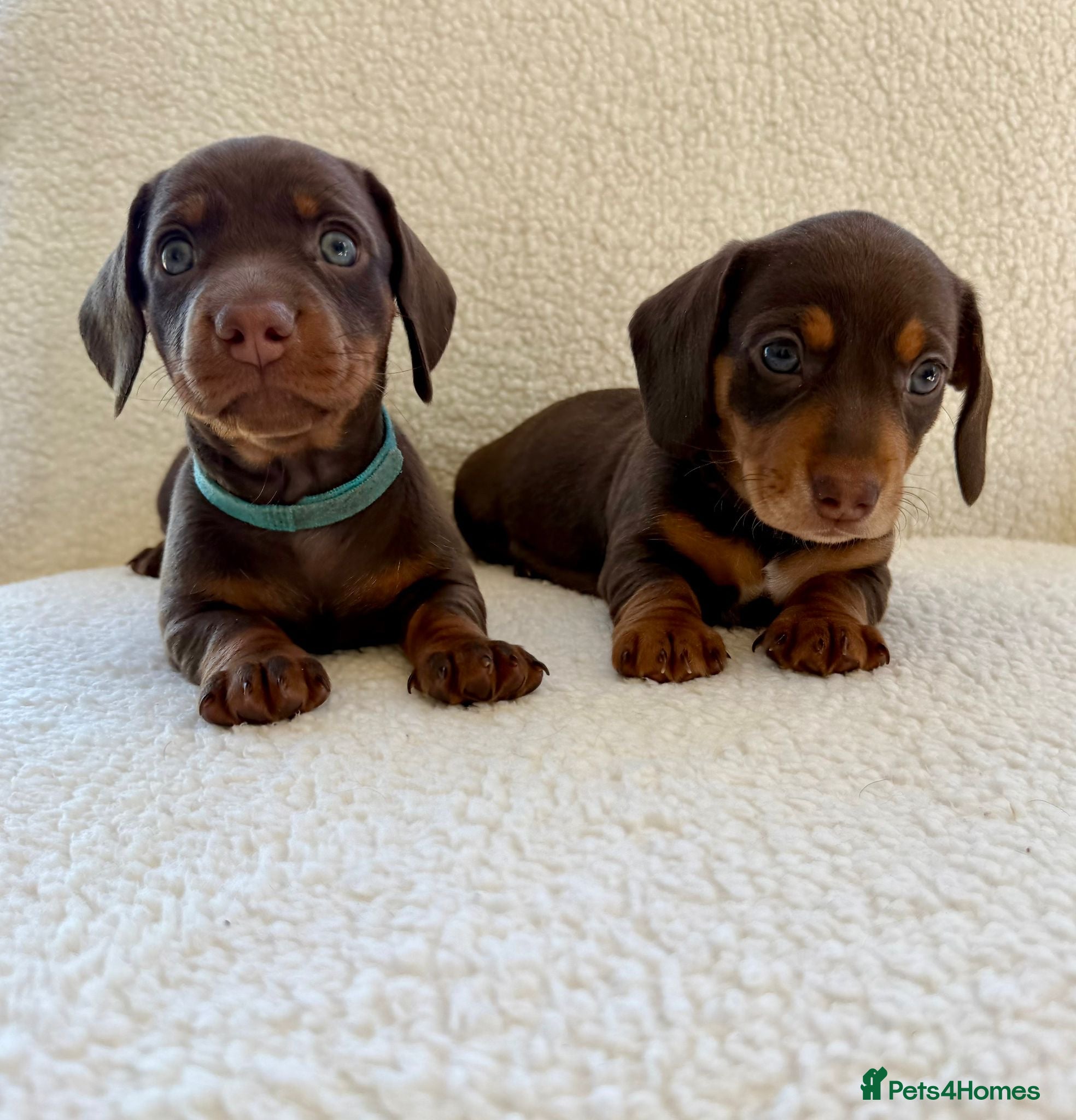 Miniature Dachshund dogs Beautiful miniature dachshund puppies  - Advert 4