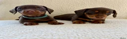 Miniature Dachshund dogs for sale: REDUCED £750 - Advert 5