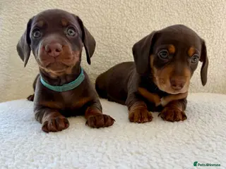 Miniature Dachshund dogs Beautiful miniature dachshund puppies - Advert 5