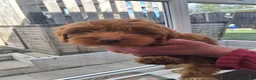Cockapoo dogs for sale: ** BEAUTIFUL LITTER OF COCKAPOO PUPPIES ** - Advert 18