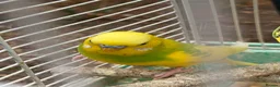 Budgerigars birds for sale: Budgies for sale - Advert 1