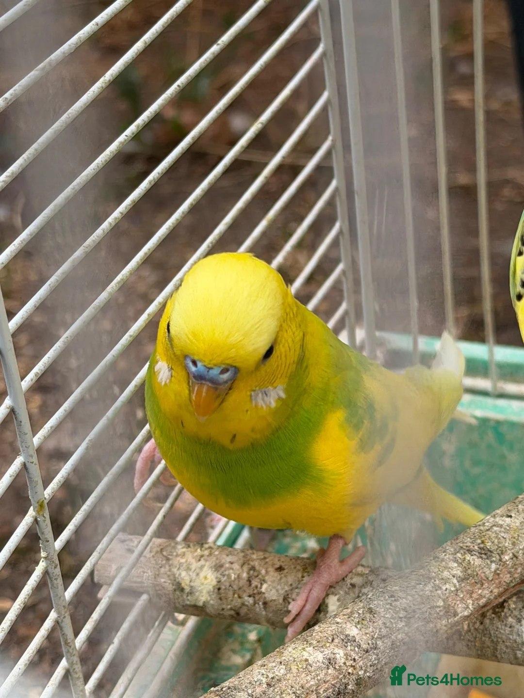 Budgerigars birds for sale: Budgies for sale - Advert 1