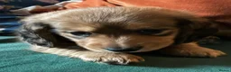 Miniature Dachshund dogs for sale: Miniature long haired dachshund  - Advert 3