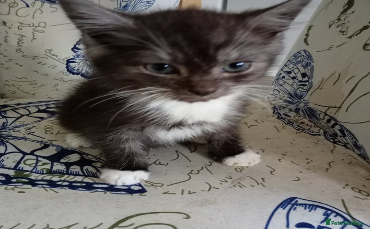 Mixed Breed cats - Advert 1