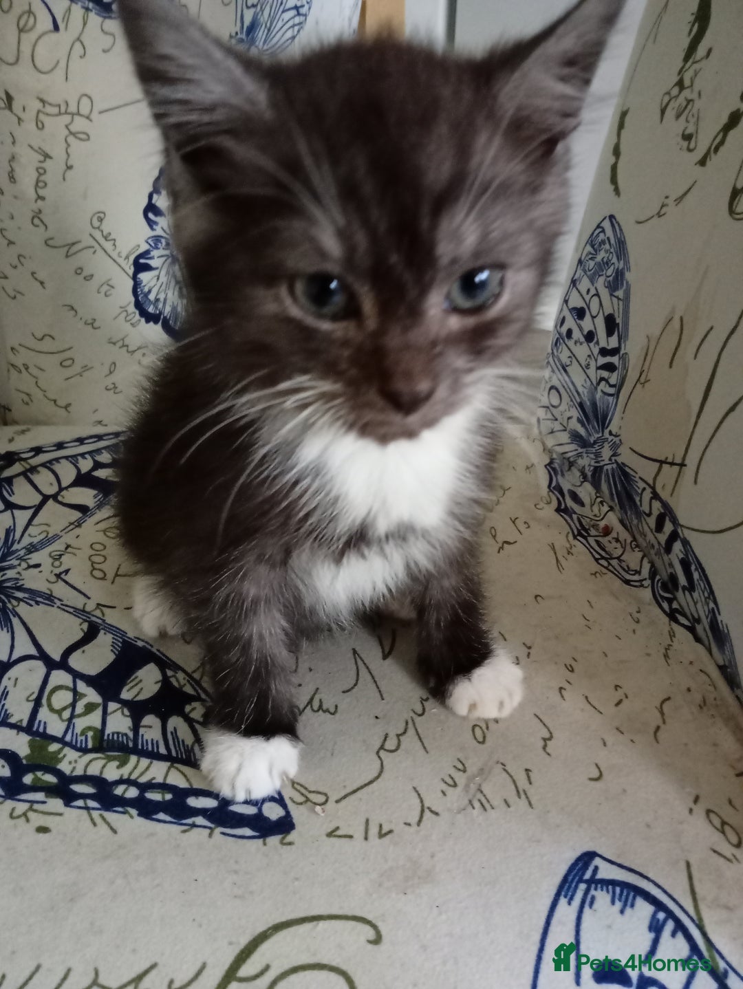 Mixed Breed cats for sale: 3 lovely male kittens looking for forever homes - Image 1
