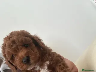 Toy Poodle dogs 🩷💙 Deep Red Toy Poodle Puppies 🌟 - Advert 3