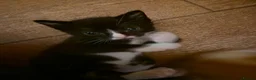 Mixed Breed cats for sale: Black and white male in Pontefract - Advert 4