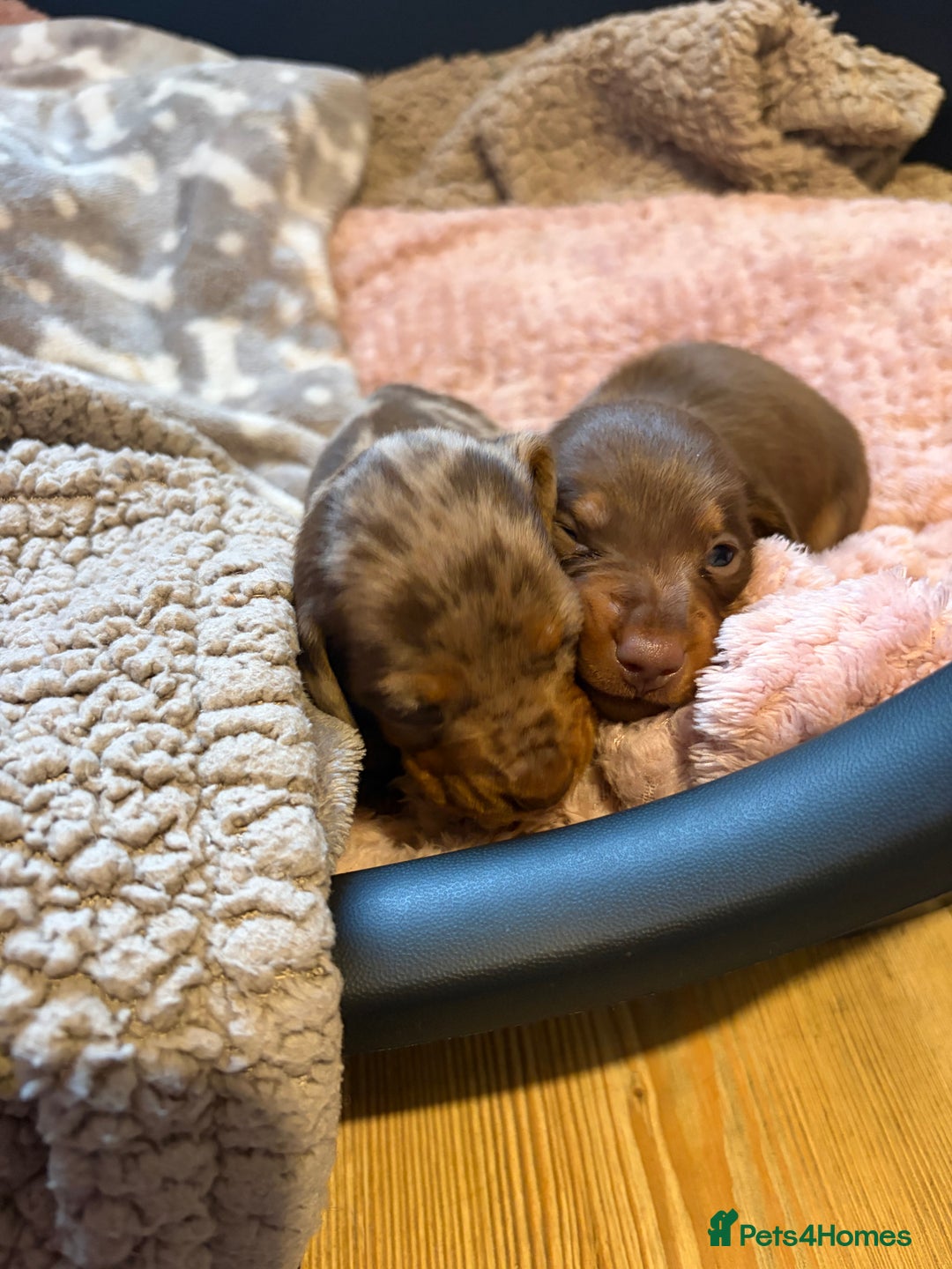 Miniature Dachshund dogs for sale: Miniature boy dachund  - Advert 2