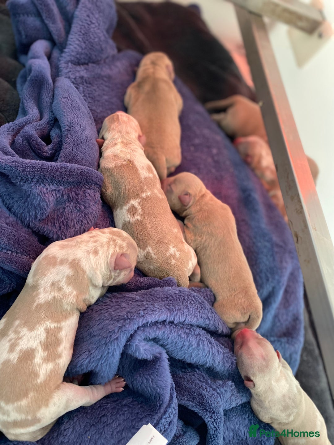 American Bully dogs for sale: Pocket Bullies - Advert 1