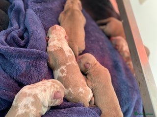 American Bully dogs Pocket Bullies - Advert 9