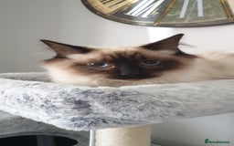 Ragdoll cats for sale: GCCF Active or Pet Ragdoll Boy - Image 3