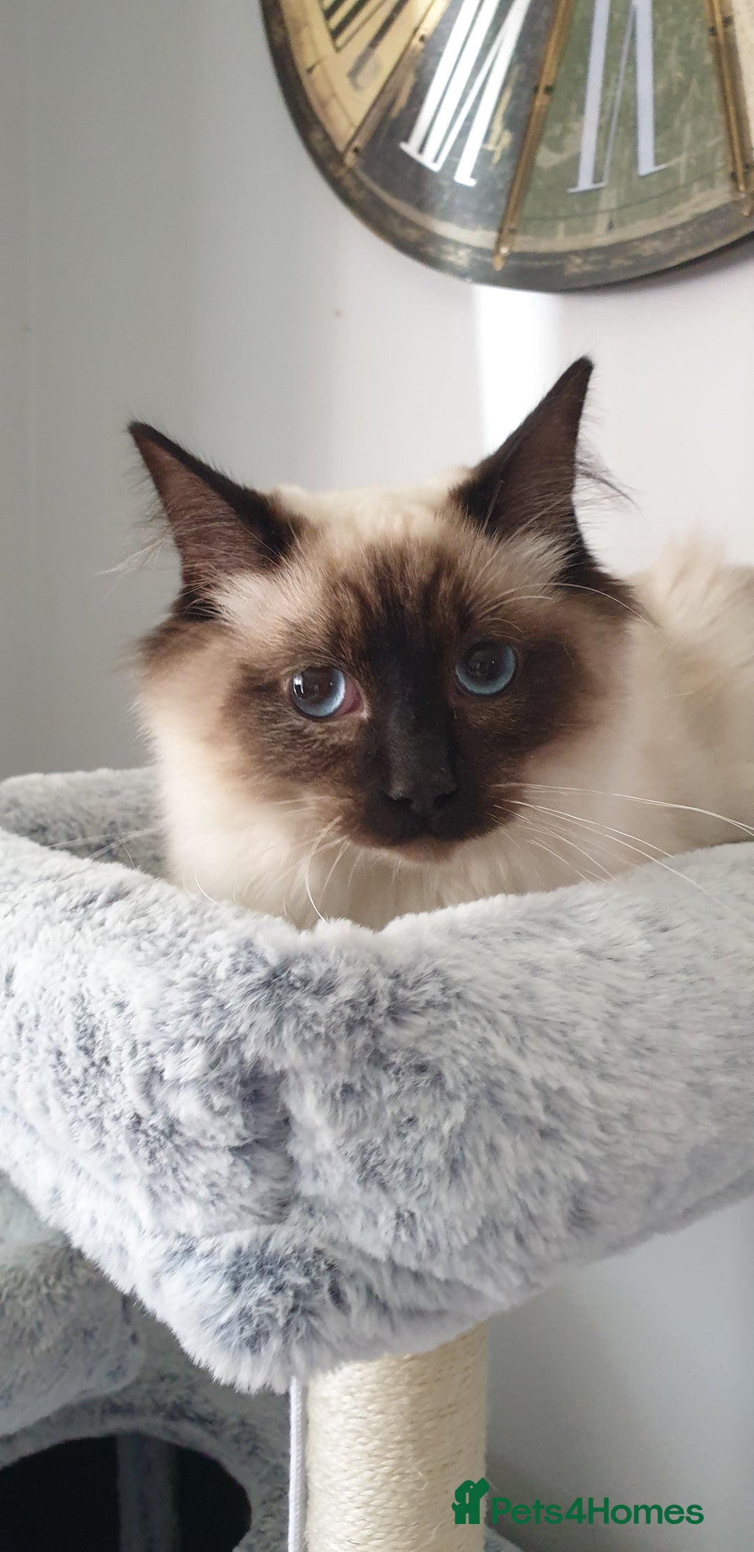 Ragdoll cats for sale: GCCF Active or Pet Ragdoll Boy - Image 3