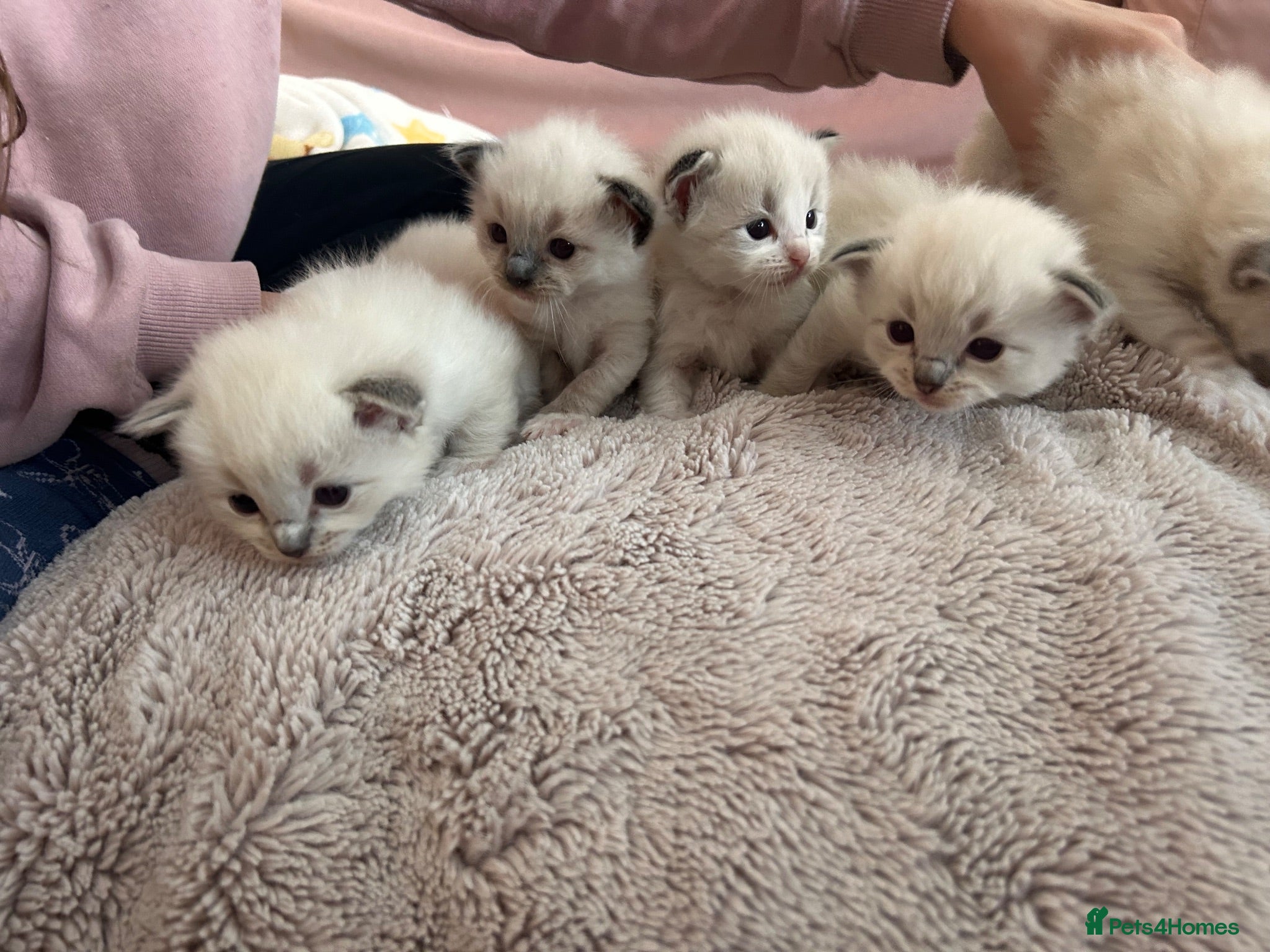 Ragdoll cats ⭐️🏆Beautiful GCCF Grand champion ragdolls 5*🏆⭐️ - Advert 1