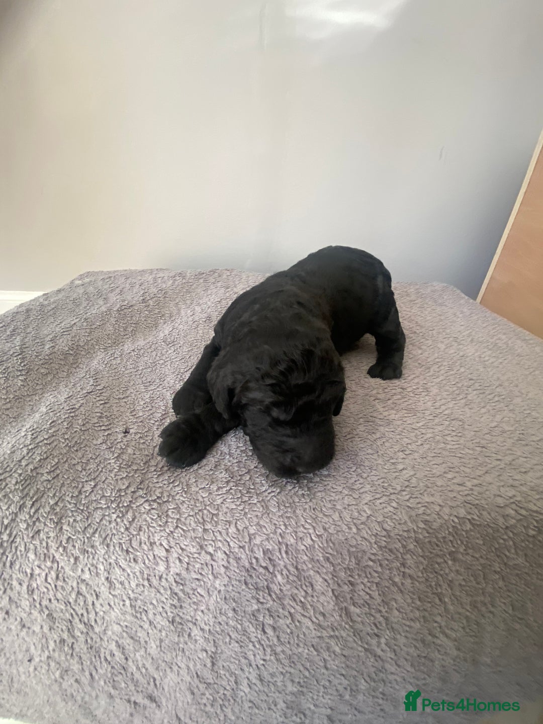 Irish Doodle dogs for sale: Irish doodle - Image 22