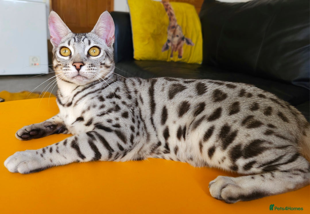 Bengal cats for sale: Exceptional Silver Rosetted Boy Available  - Advert 9