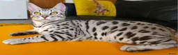 Bengal cats for sale: Exceptional Silver Rosetted Boy Available  - Advert 9