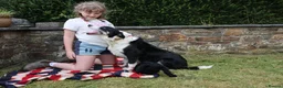 Bordoodle dogs for sale: Intelligent, affectionate, and low-shedding breed - Advert 4