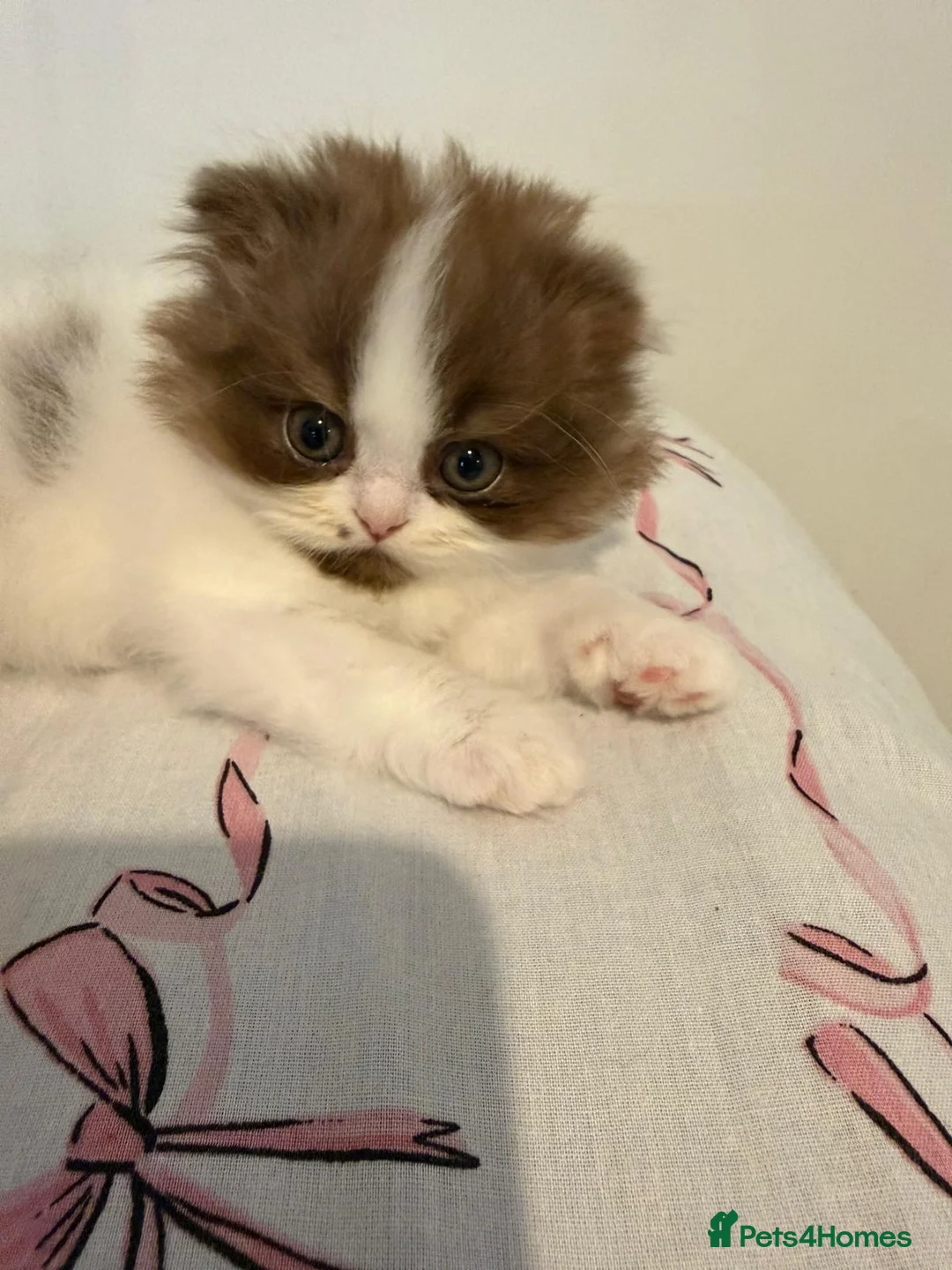 British Shorthair cats for sale: British long hair kitten - Advert 15