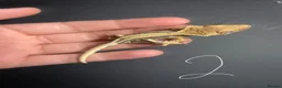 Gecko reptiles for sale: 3 stunning crested geckos from 3 months old in Nottingham - Advert 5