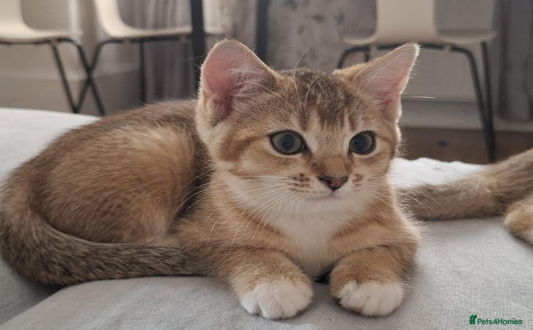 British Shorthair cats - Advert 2