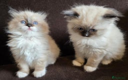 Ragdoll cats for sale: Adorable Seal Point Bicolour Ragdoll Kittenss - Advert 2