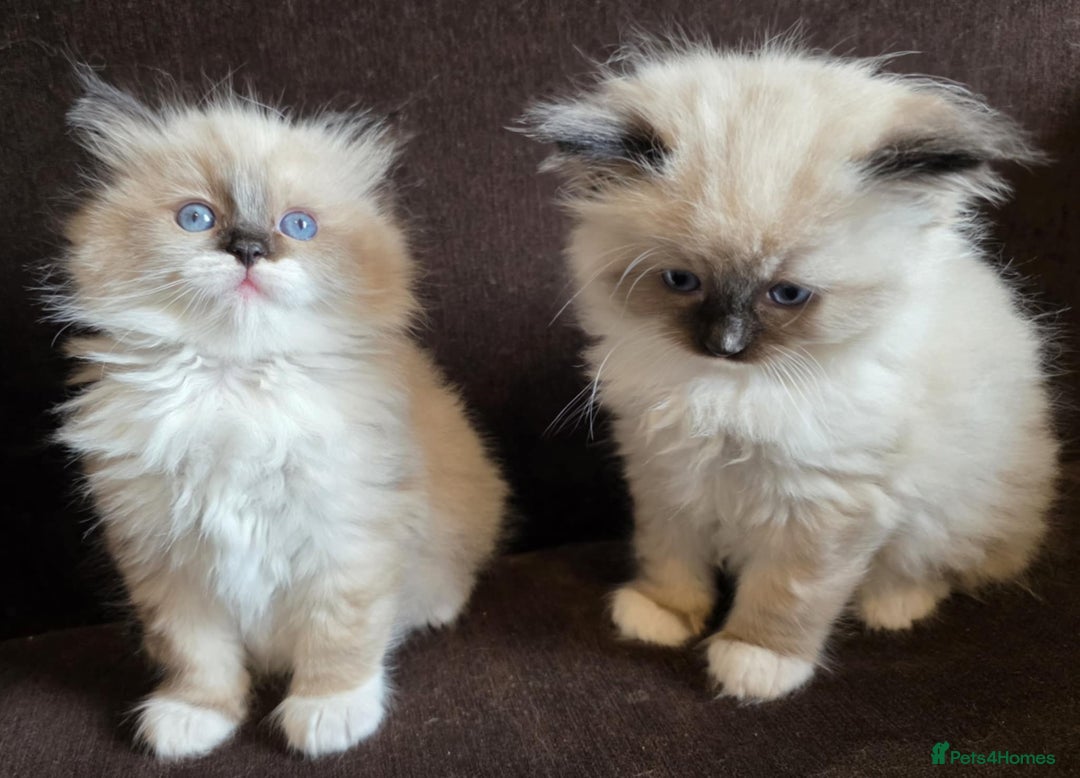 Ragdoll cats for sale: Adorable Seal Point Bicolour Ragdoll Kittenss - Advert 2