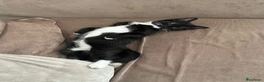 Domestic Shorthair 2