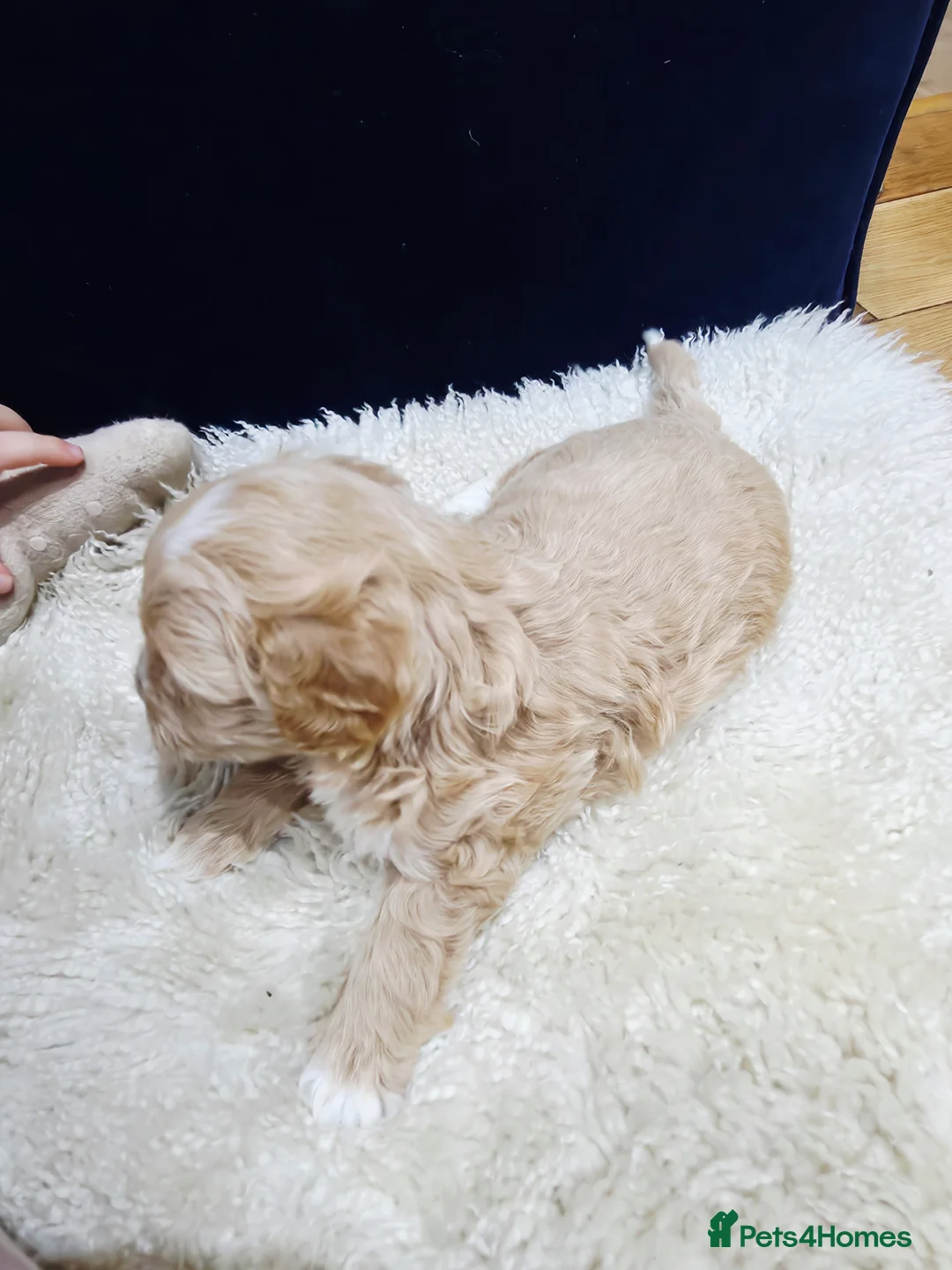 Maltipoo dogs for sale: F1B Maltipoo Puppies, Toy Size, Hypoallergenic, - Advert 9
