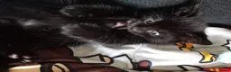 British Shorthair cats for sale: 2 Beautiful kittens 🐈‍⬛ 😻 - Advert 5