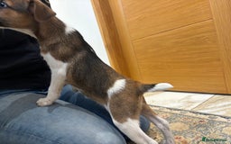 Jack Russell dogs for sale: One 10week old docked pure breed broken coated boy - Image 4