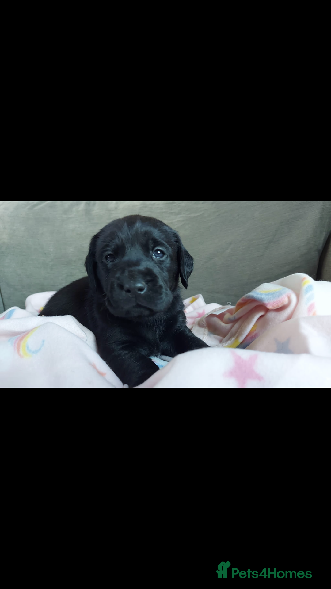 Labrador Retriever dogs for sale: Stunning kc reg Labrador puppies  - Advert 1