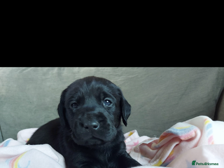 Labrador Retriever dogs Stunning kc reg Labrador puppies - Advert 2